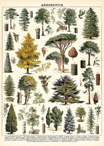 Arboretum Vintage Poster